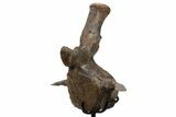 Triceratops Caudal Vertebra on Metal Stand - Wyoming #382490-4